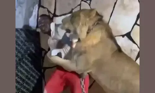 Libyan firm owner releases his pet lion on employee for his amusement Libyan firm owner releases his pet lion on employee for his amusement