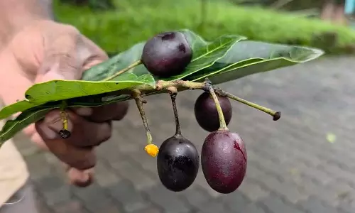ഞാവൽപ്പഴമെന്ന് കരുതി വിഷക്കായ കഴിച്ചു; വിദ്യാർഥി ആശുപത്രിയിൽ