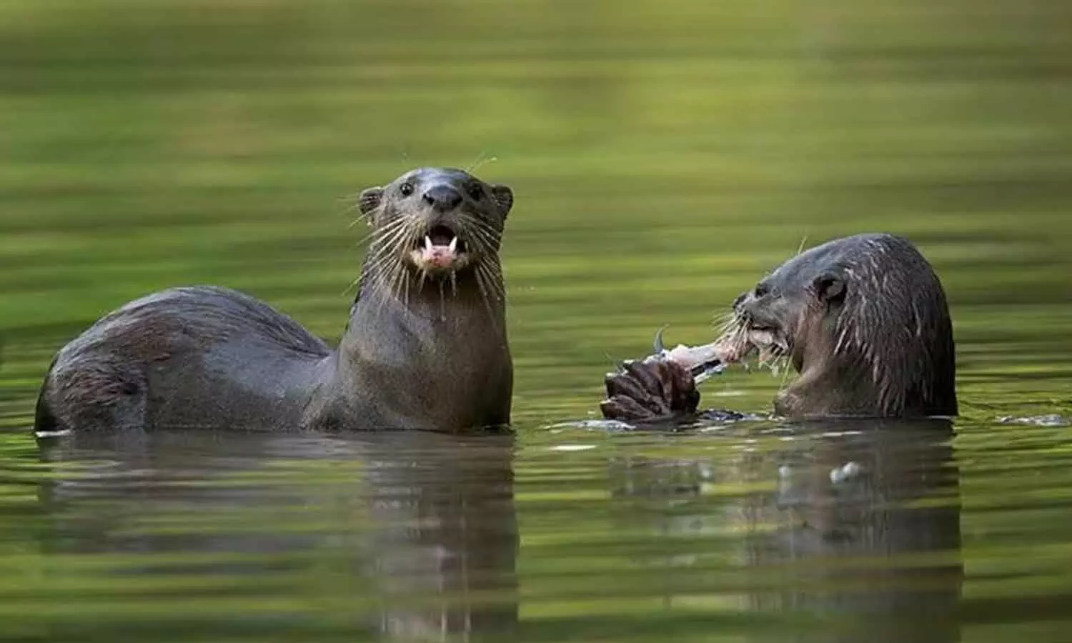 Housewife dies after being bitten by a otter in Kottayam