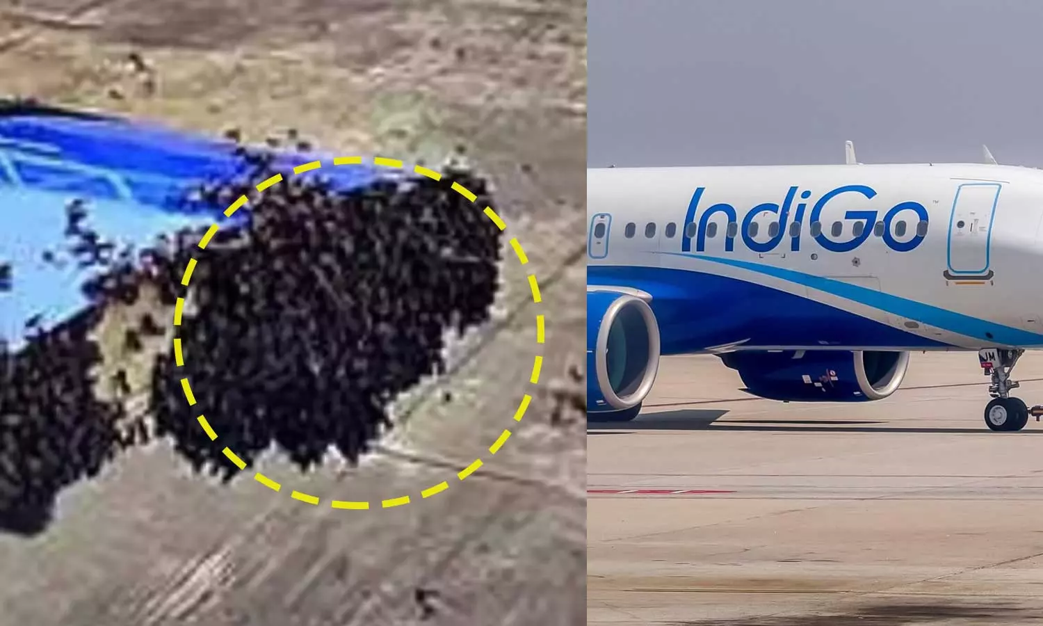 ടേക്ക് ഓഫിന് തൊട്ടുമുമ്പ് ഇൻഡിഗോ വിമാനത്തിനുള്ളിലേക്ക് ആയിരക്കണക്കിന് തേനീച്ചകള് ഇരച്ചുകയറി; അമ്പരന്ന് യാത്രക്കാരും ജീവനക്കാരും ടേക്ക് ഓഫിന് തൊട്ടുമുമ്പ് ഇൻഡിഗോ വിമാനത്തിനുള്ളിലേക്ക് ആയിരക്കണക്കിന് തേനീച്ചകള് ഇരച്ചുകയറി; അമ്പരന്ന് യാത്രക്കാരും ജീവനക്കാരും