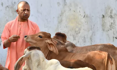 രോഗ ചികിത്സക്കായി ഗോമൂത്രം ഉപയോഗിക്കാൻ യുപി സർക്കാർ