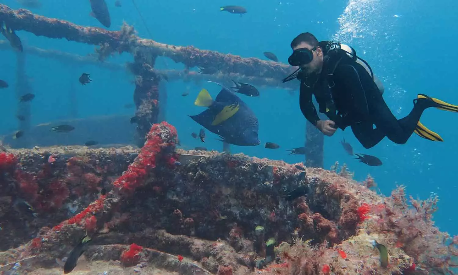 ആഴക്കടലിലെ അത്ഭുതങ്ങൾ കാണാം; പ്രഥമ മുസന്ദം അന്താരാഷ്ട്ര ഡൈവിങ് ഫെസ്റ്റിവൽ പ്രഖ്യാപിച്ചു ആഴക്കടലിലെ അത്ഭുതങ്ങൾ കാണാം; പ്രഥമ മുസന്ദം അന്താരാഷ്ട്ര ഡൈവിങ് ഫെസ്റ്റിവൽ പ്രഖ്യാപിച്ചു