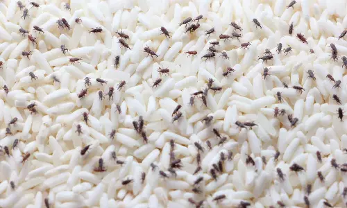 കനത്ത ദുർഗന്ധം,മൃഗങ്ങൾക്ക് തീറ്റയാക്കാൻ പോലുമാകില്ല; മധ്യപ്രദേശിൽ റേഷന്‍കട വഴി വിതരണം ചെയ്യാനെത്തിച്ച 27 കോടി രൂപയുടെ അരി നശിച്ചു