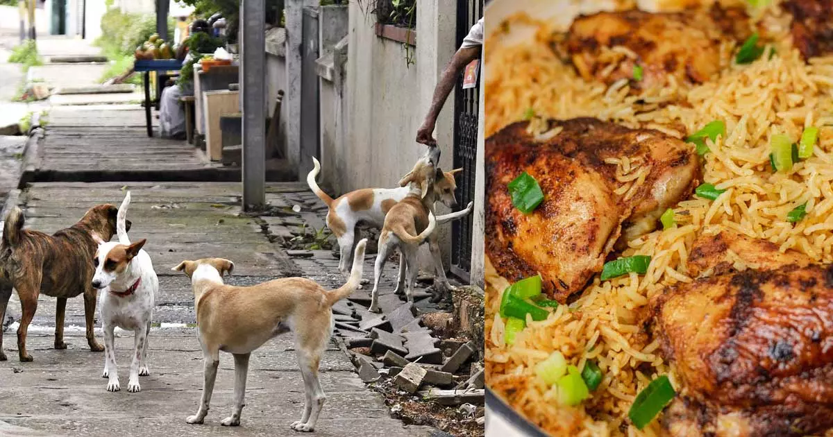 തെരുവ് നായകൾക്ക് ചിക്കനും മുട്ടയും ചോറും; പദ്ധതിയുമായി ബെംഗളൂരു നഗരസഭ, എല്ലാ നായകൾക്കും ഒരു ദിവസമുണ്ടെന്ന് നെറ്റിസൺസ് തെരുവ് നായകൾക്ക് ചിക്കനും മുട്ടയും ചോറും; പദ്ധതിയുമായി ബെംഗളൂരു നഗരസഭ, എല്ലാ നായകൾക്കും ഒരു ദിവസമുണ്ടെന്ന് നെറ്റിസൺസ്
