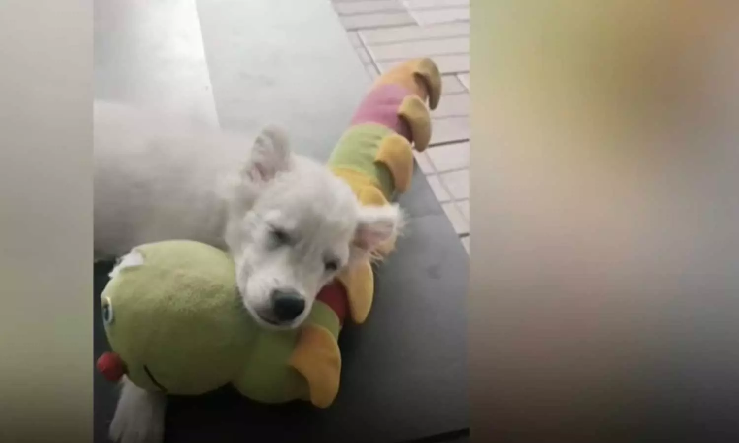 മൂന്ന് മാസം പ്രായമായ നായക്കുട്ടിയുടെ മുഖത്ത് രാസലായനി ഒഴിച്ച് ക്രൂരത; കാഴ്ച നഷ്ടപ്പെട്ടു,ആന്തരിക അവയവങ്ങൾക്ക് പൊള്ളലേറ്റു, പരാതി നല്‍കി കുടുംബം