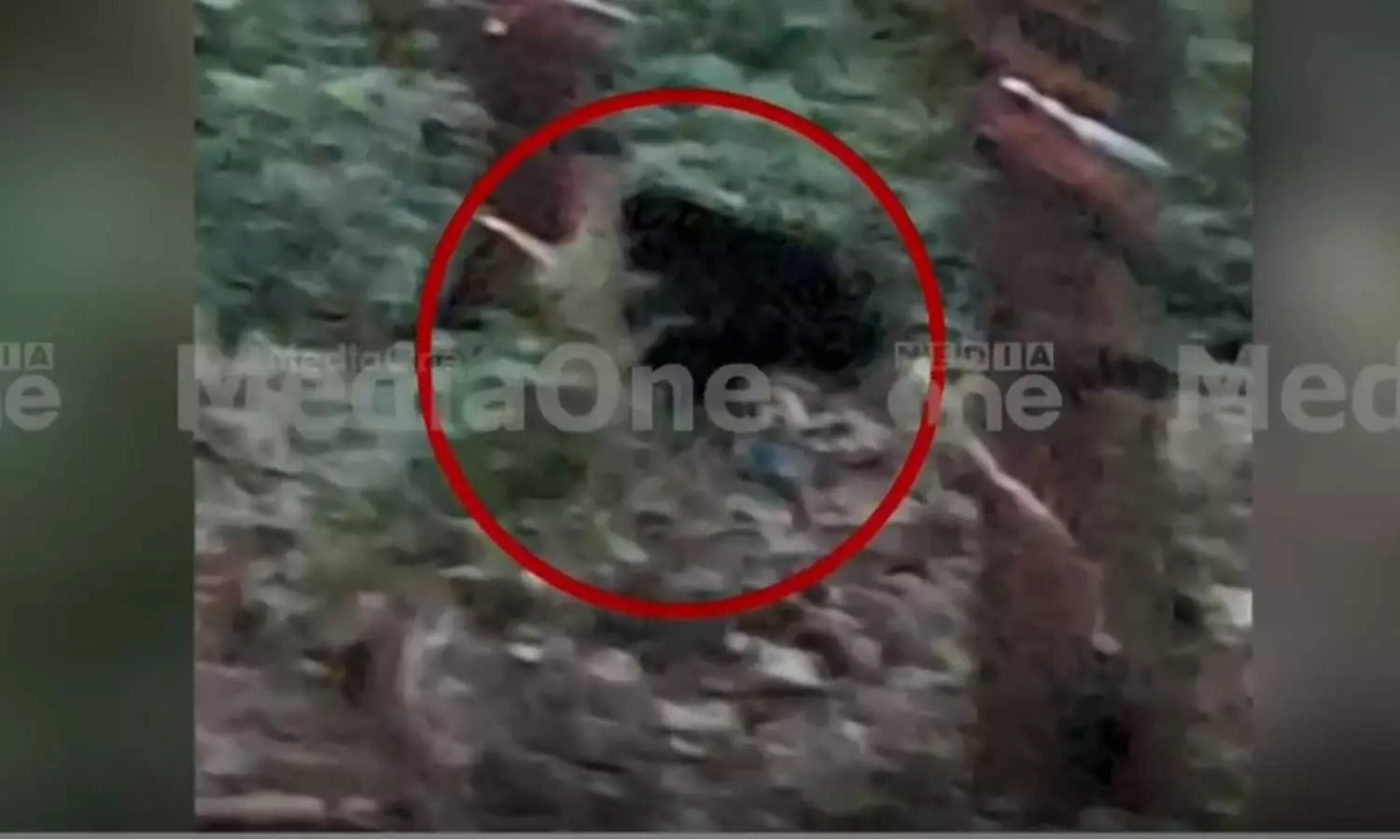 മലപ്പുറം പൂക്കോട്ടുംപാടത്ത് വീണ്ടും കരടി; ഇത്തവണ എത്തിയത് പകല് സമയത്ത്,ഭീതിയില് പ്രദേശവാസികള് മലപ്പുറം പൂക്കോട്ടുംപാടത്ത് വീണ്ടും കരടി; ഇത്തവണ എത്തിയത് പകല് സമയത്ത്,ഭീതിയില് പ്രദേശവാസികള്