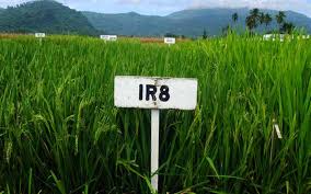 ഏഷ്യയുടെ പട്ടിണി മാറ്റിയ നെല്ലിനം; നിസ്സാരക്കാരനല്ല ഐആര്‍ എട്ട്