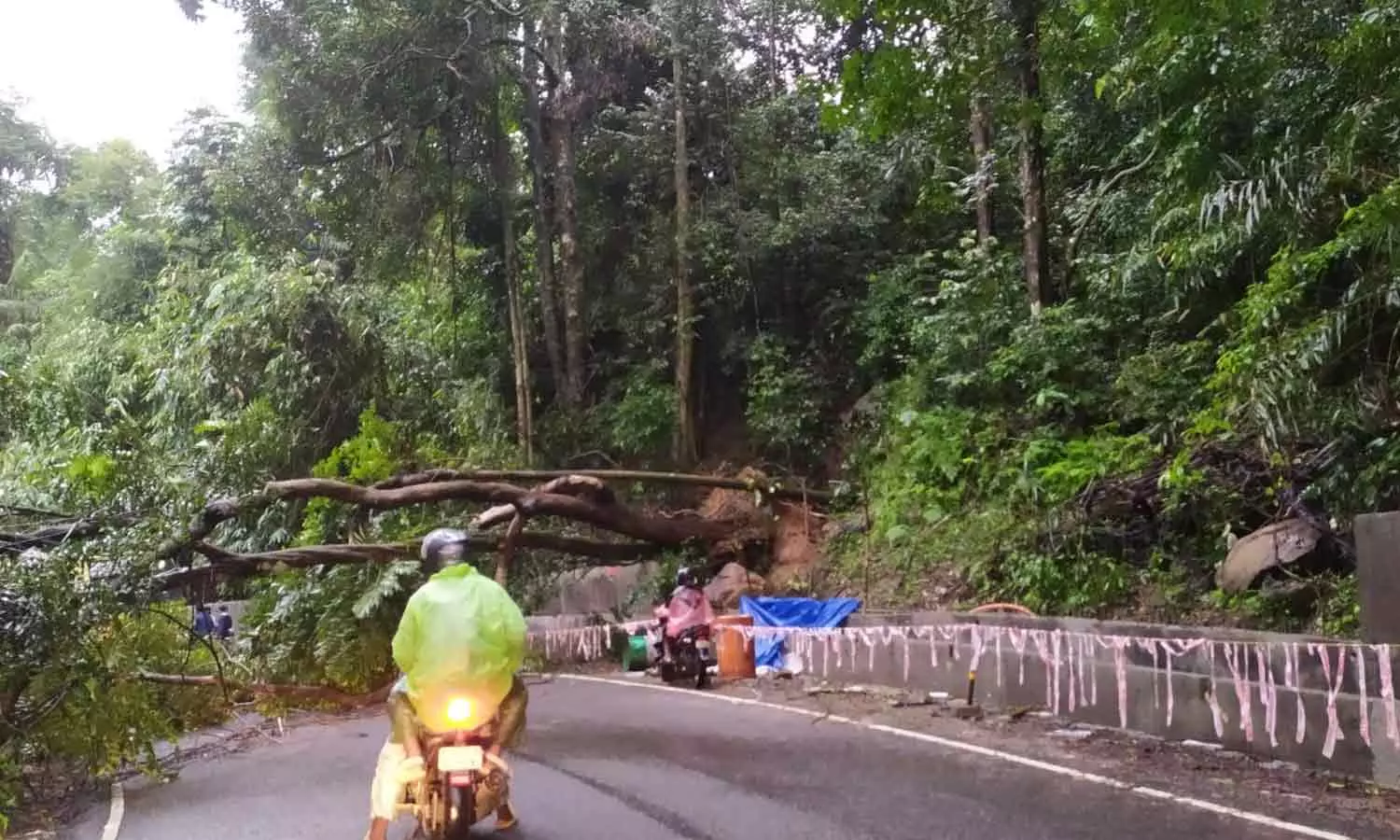 കൊച്ചി - ധനുഷ്‌കോടി ദേശീയപാതയിൽ മരം വീണു; ഗതാഗതം തടസ്സപ്പെട്ടു