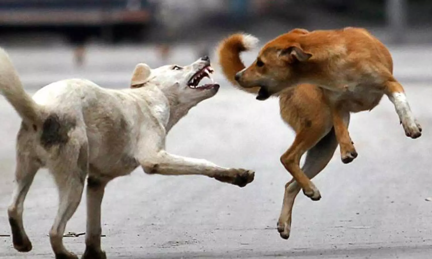 തെരുവുനായ പ്രശ്നം പരിഹരിക്കാന് തദ്ദേശവകുപ്പ്; 152 എബിസി കേന്ദ്രങ്ങള് കൂടി ആരംഭിക്കും തെരുവുനായ പ്രശ്നം പരിഹരിക്കാന് തദ്ദേശവകുപ്പ്; 152 എബിസി കേന്ദ്രങ്ങള് കൂടി ആരംഭിക്കും