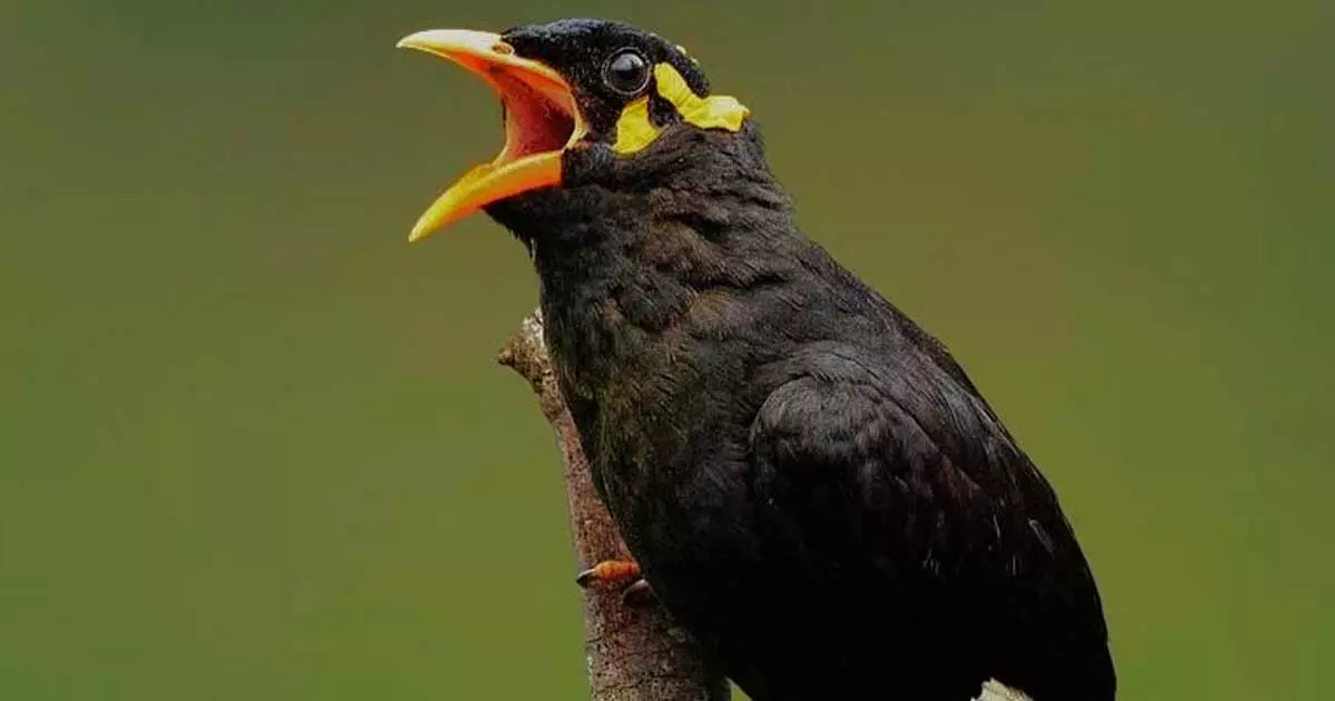 ഖത്തറിൽ മൈന പിടുത്തം തുടരുന്നു