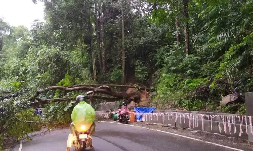 കൊച്ചി - ധനുഷ്‌കോടി ദേശീയപാതയിൽ മരം വീണു; ഗതാഗതം തടസ്സപ്പെട്ടു