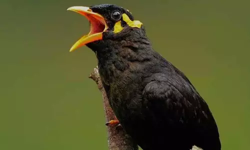 ഖത്തറിൽ മൈന പിടുത്തം തുടരുന്നു