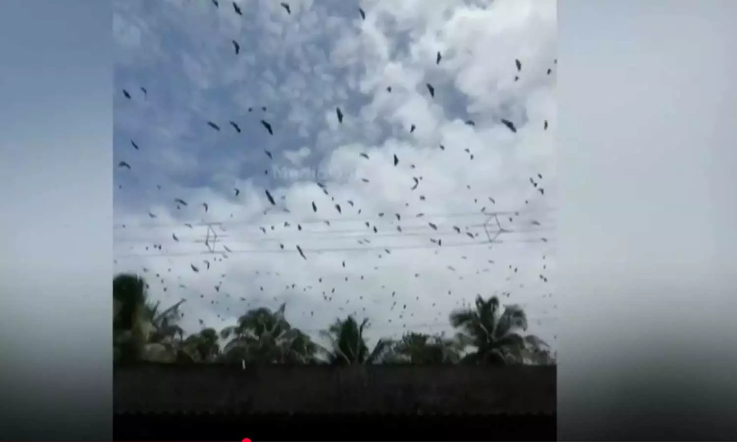 നിപ: പാലക്കാട് തച്ചനാട്ടുകര മേഖലയിൽ വവ്വാലുകളുടെ ശല്യം അതിരൂക്ഷമെന്ന് പരാതി; സാമ്പിളുകൾ പരിശോധനക്ക് അയച്ചു നിപ: പാലക്കാട് തച്ചനാട്ടുകര മേഖലയിൽ വവ്വാലുകളുടെ ശല്യം അതിരൂക്ഷമെന്ന് പരാതി; സാമ്പിളുകൾ പരിശോധനക്ക് അയച്ചു