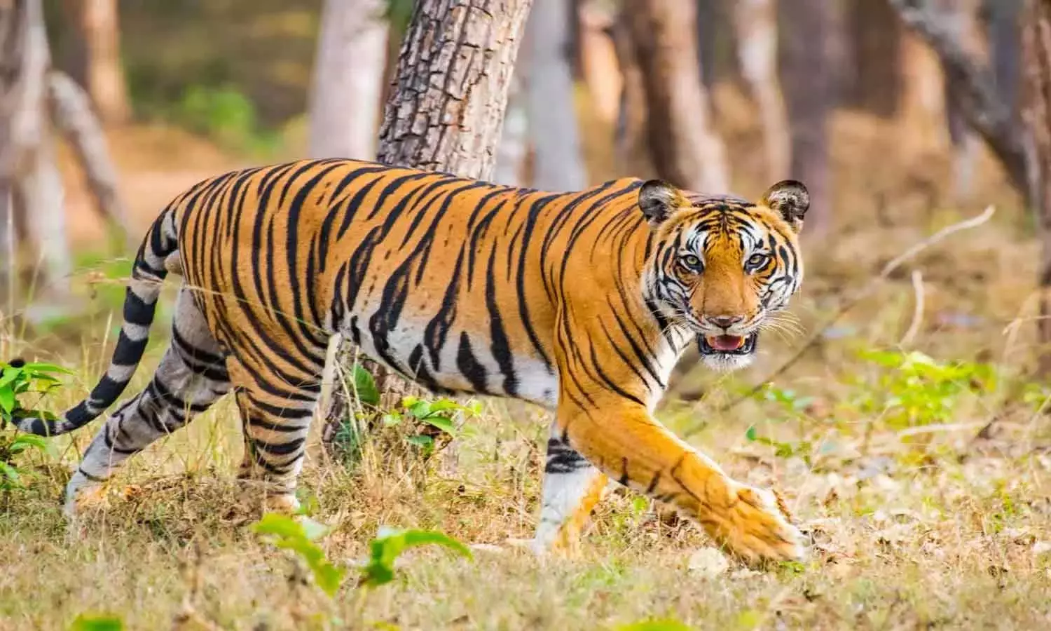 മലപ്പുറം കാളികാവില്‍ വീണ്ടും കടുവയുടെ ആക്രമണം