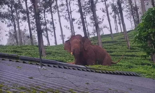 തമിഴ്നാട് നീലഗിരിയിൽ കാട്ടാന ആക്രമണത്തിൽ തോട്ടം തൊഴിലാളി കൊല്ലപ്പെട്ടു