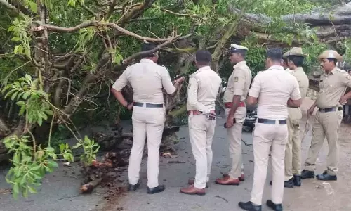 Couple dies after tree falls on moving bike