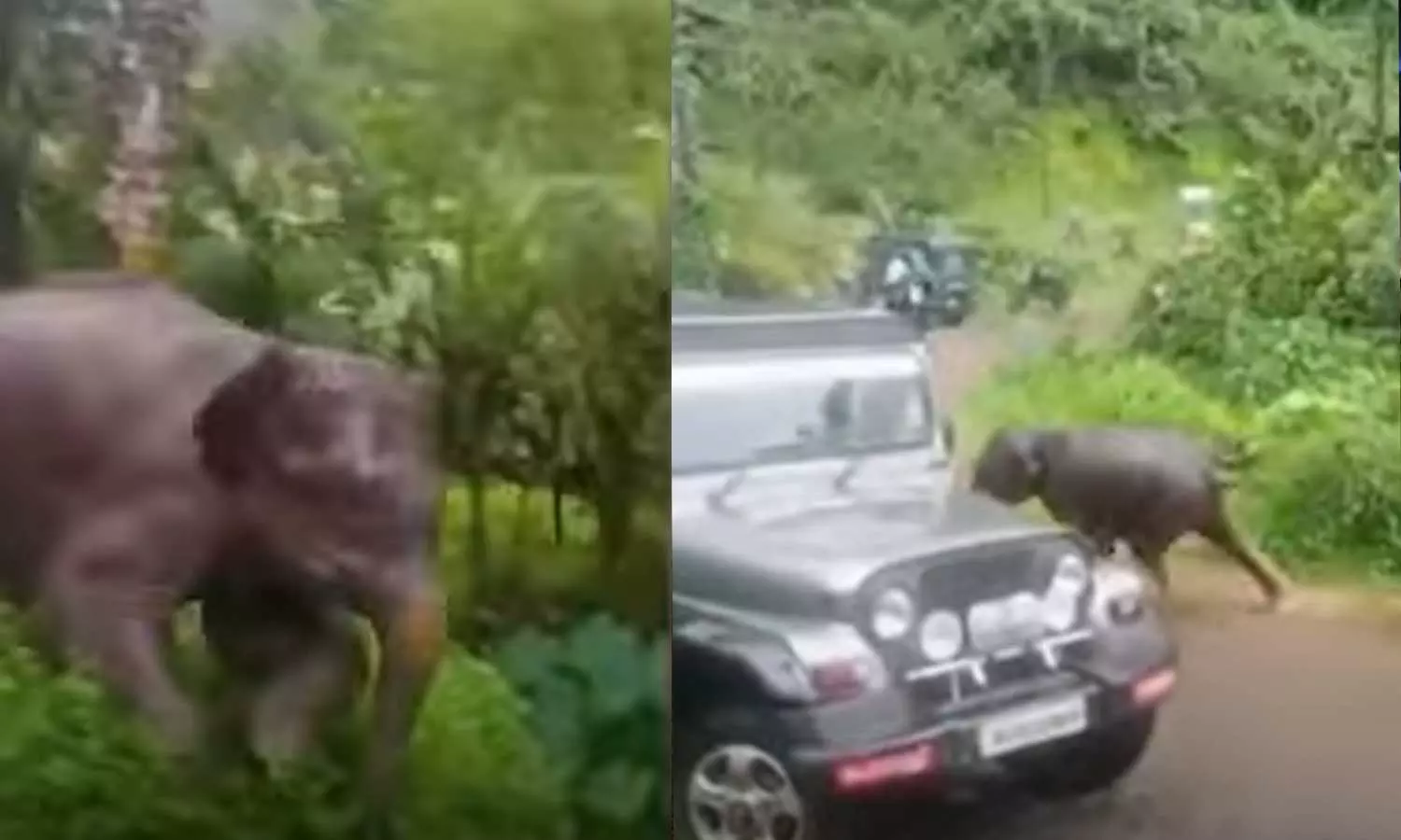 കുറ്റ്യാടിയിൽ ഭീതി പരത്തിയ കുട്ടിയാനയെ ഇന്ന് മയക്കുവെടി വെക്കും; നടപടി നാട്ടുകാരുടെ ശക്തമായ പ്രതിഷേധത്തിന് പിന്നാലെ കുറ്റ്യാടിയിൽ ഭീതി പരത്തിയ കുട്ടിയാനയെ ഇന്ന് മയക്കുവെടി വെക്കും; നടപടി നാട്ടുകാരുടെ ശക്തമായ പ്രതിഷേധത്തിന് പിന്നാലെ