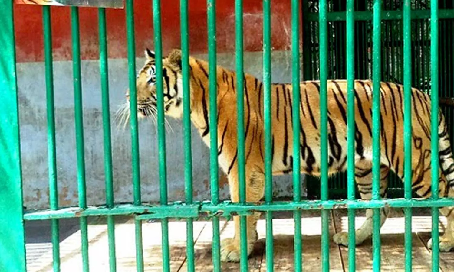 തിരുവനന്തപുരം മൃഗശാലയില്‍ കടുവ ജീവനക്കാരനെ ആക്രമിച്ചു; തലക്ക് പരിക്ക്