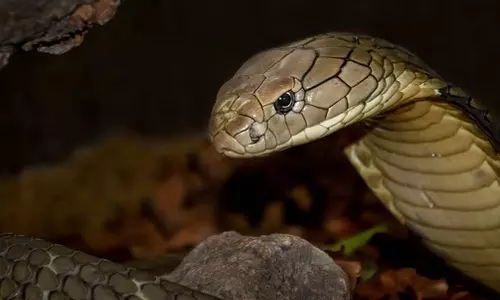 കളിച്ചുകൊണ്ടിരുന്നപ്പോൾ കൈയിൽ ചുറ്റി; മൂര്‍ഖന്‍ പാമ്പിനെ കടിച്ചു കൊന്ന് ഒരു വയസുകാരൻ