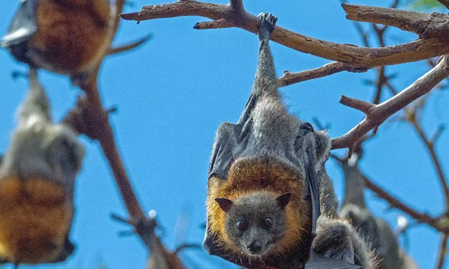 ചിക്കനാണെന്ന വ്യാജേന വവ്വാലുകളെ പാകം ചെയ്ത് വില്പ്പന നടത്തി; രണ്ടുപേര് അറസ്റ്റില് ചിക്കനാണെന്ന വ്യാജേന വവ്വാലുകളെ പാകം ചെയ്ത് വില്പ്പന നടത്തി; രണ്ടുപേര് അറസ്റ്റില്