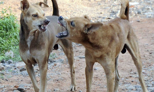 പേവിഷബാധയേറ്റുള്ള മരണങ്ങള് അസ്വസ്ഥപ്പെടുത്തുന്നു; സ്വമേദയ കേസെടുത്ത് സുപ്രീം കോടതി പേവിഷബാധയേറ്റുള്ള മരണങ്ങള് അസ്വസ്ഥപ്പെടുത്തുന്നു; സ്വമേദയ കേസെടുത്ത് സുപ്രീം കോടതി