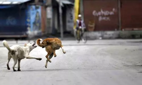 പത്തനംതിട്ട വെച്ചൂച്ചിറയിൽ സ്കൂൾ വിദ്യാർഥിനിയെയടക്കം അഞ്ച് പേരെ തെരുവുനായ അക്രമിച്ചു