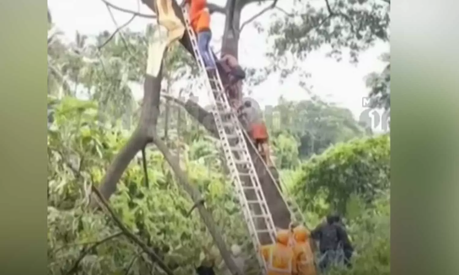പാലക്കാട്ട് മരം മുറിക്കുന്നതിനിടെ കയർ കുരുങ്ങി തൊഴിലാളി മരിച്ചു പാലക്കാട്ട് മരം മുറിക്കുന്നതിനിടെ കയർ കുരുങ്ങി തൊഴിലാളി മരിച്ചു