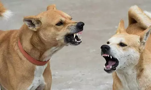 പേവിഷപ്പേടി: സംസ്ഥാനത്ത് ഏഴ് മാസത്തിനിടെ പേവിഷബാധയേറ്റ് മരിച്ചത് 23 പേർ; കൂടുതലും കുട്ടികൾ