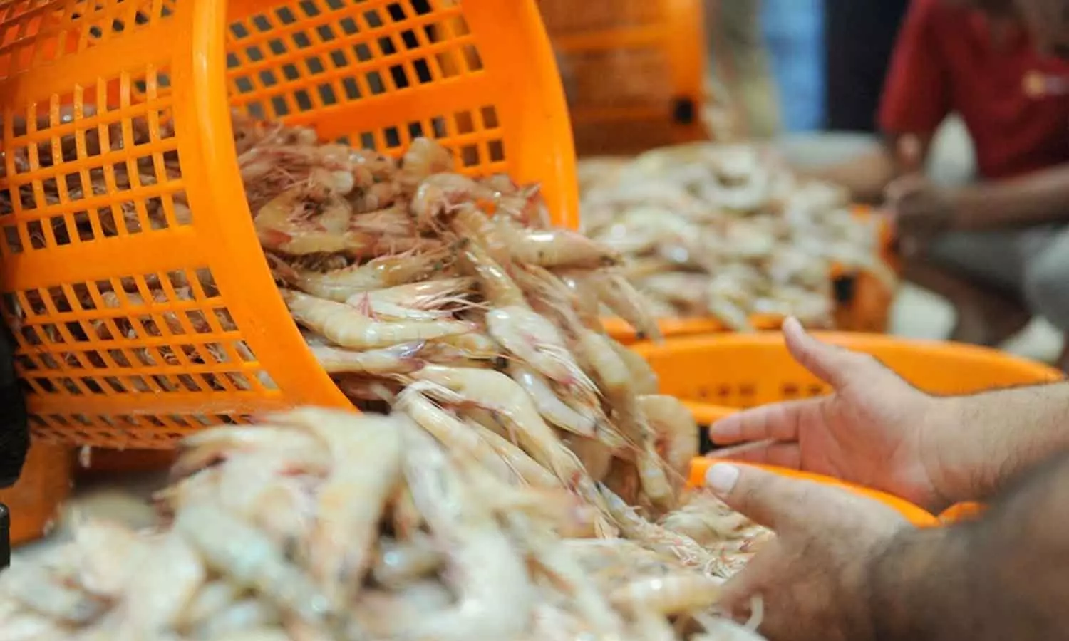 നിരോധനം മാറി, വലനിറയെ ചെമ്മീൻ; കുവൈത്തിൽ മത്സ്യബന്ധന സീസൺ പുനരാരംഭിച്ചു നിരോധനം മാറി, വലനിറയെ ചെമ്മീൻ; കുവൈത്തിൽ മത്സ്യബന്ധന സീസൺ പുനരാരംഭിച്ചു