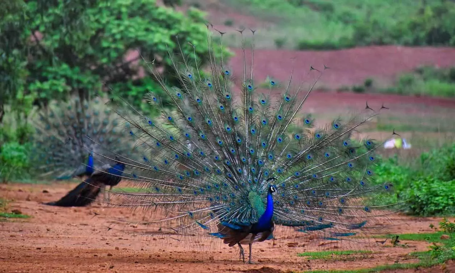കർണാടകയില്‍ കുരങ്ങുകള്‍ക്കും കടുവകള്‍ക്കും പിന്നാലെ 20 മയിലുകളെ ചത്തനിലയില്‍ കണ്ടെത്തി; ദുരൂഹത,അന്വേഷണം ആരംഭിച്ച് അധികൃതര്‍