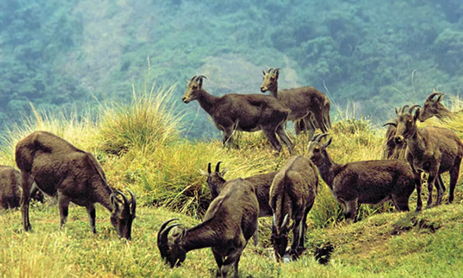 കേരള-തമിഴ്നാട് വനമേഖലകളിൽ 2668 വരയാടുകള്‍; റിപ്പോർട്ട് പുറത്തുവിട്ട് വനം വകുപ്പ്