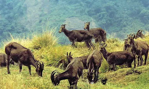 കേരള-തമിഴ്നാട് വനമേഖലകളിൽ 2668 വരയാടുകള്‍; റിപ്പോർട്ട് പുറത്തുവിട്ട് വനം വകുപ്പ്