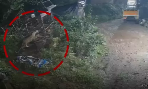 വീട്ടുമുറ്റത്ത് പുലി; മണ്ണാർക്കാട് ജനവാസ മേഖലയിൽ പുലിയിറങ്ങി