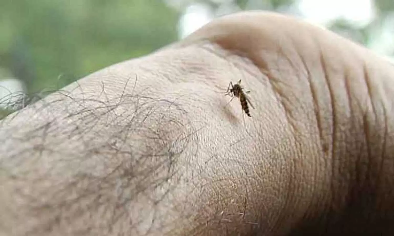 കോഴിക്കോട് ഡെങ്കിപനിയും മഞ്ഞപിത്തവും കൂടുന്നു; ജാഗ്രത പാലിക്കാന്‍ നിര്‍ദേശം