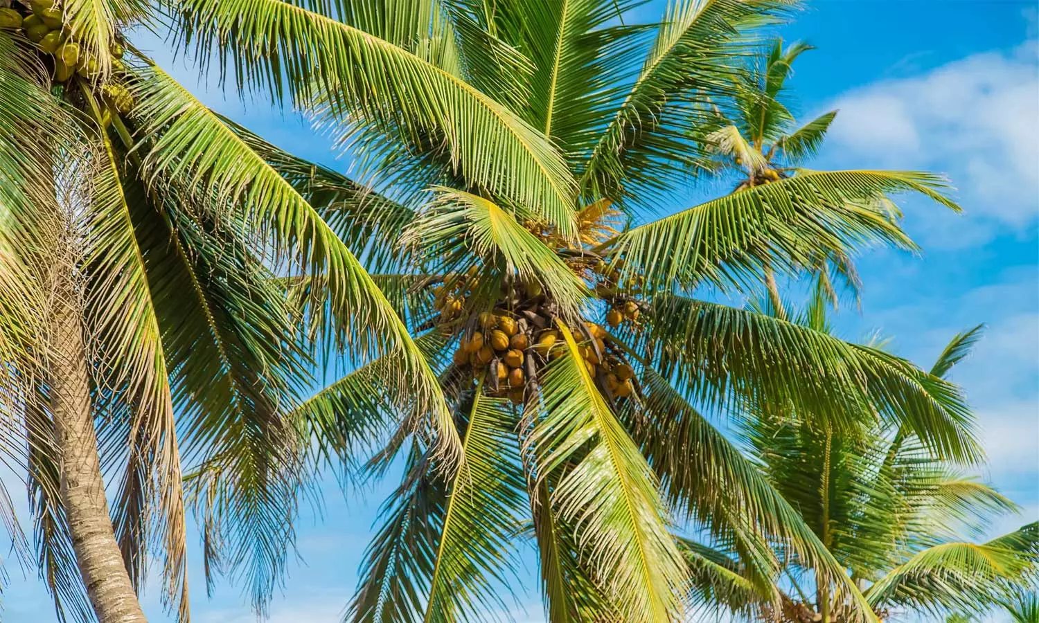 കോഴിക്കോട് വാണിമേലിൽ തെങ്ങ് കട പുഴകി വീണ് വീട്ടമ്മക്ക് ദാരുണാന്ത്യം