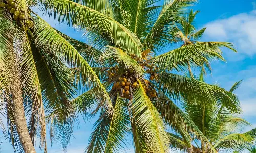 കോഴിക്കോട് വാണിമേലിൽ തെങ്ങ് കട പുഴകി വീണ് വീട്ടമ്മക്ക് ദാരുണാന്ത്യം