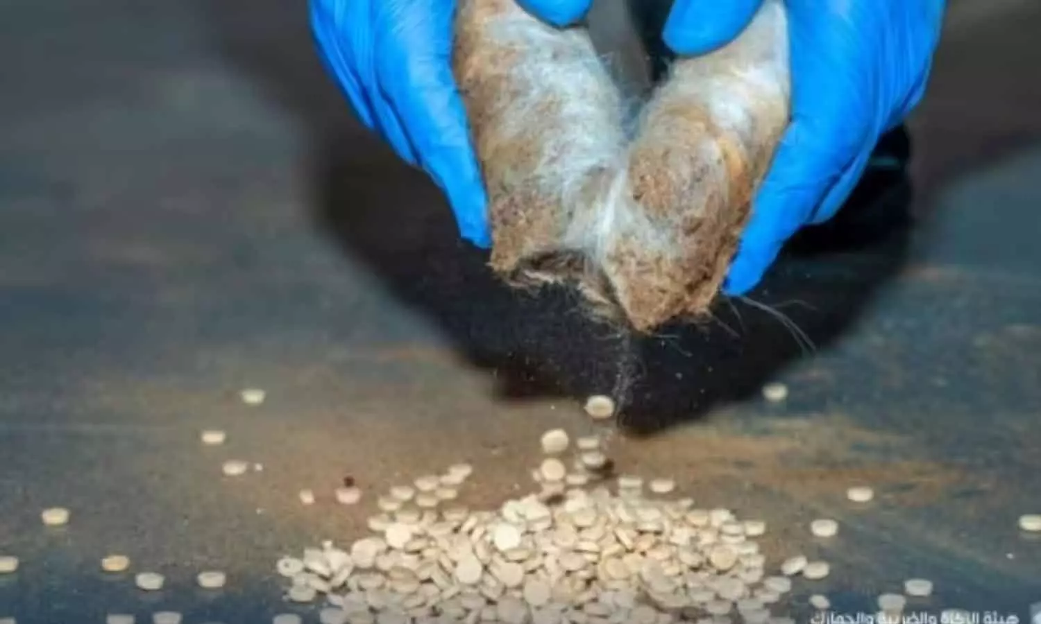 സൗദിയിൽ വൻ മയക്കുമരുന്ന് വേട്ട: ചെമ്മരിയാടുകളുടെ രോമങ്ങൾക്കിടയിൽ ഒളിപ്പിച്ച കാപ്റ്റഗൺ ഗുളികകൾ പിടികൂടി