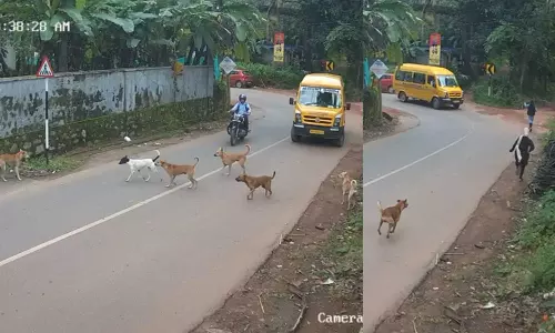 സ്‌കൂള്‍ വിദ്യാര്‍ഥിയെ തെരുവുനായ്ക്കള്‍ ഓടിച്ചു; അപകടം ഒഴിവായത് തലനാരിഴക്ക്