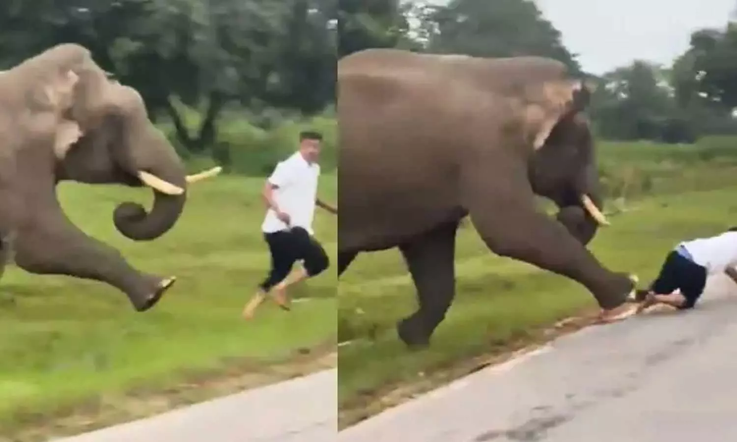 ജീവന് തിരിച്ചുകിട്ടിയത് ഭാഗ്യം; കാട്ടനക്കൊപ്പം സെല്ഫിയെടുക്കാന് ശ്രമിച്ച യുവാവിന് ഗുരുതരപരിക്ക് ജീവന് തിരിച്ചുകിട്ടിയത് ഭാഗ്യം; കാട്ടനക്കൊപ്പം സെല്ഫിയെടുക്കാന് ശ്രമിച്ച യുവാവിന് ഗുരുതരപരിക്ക്