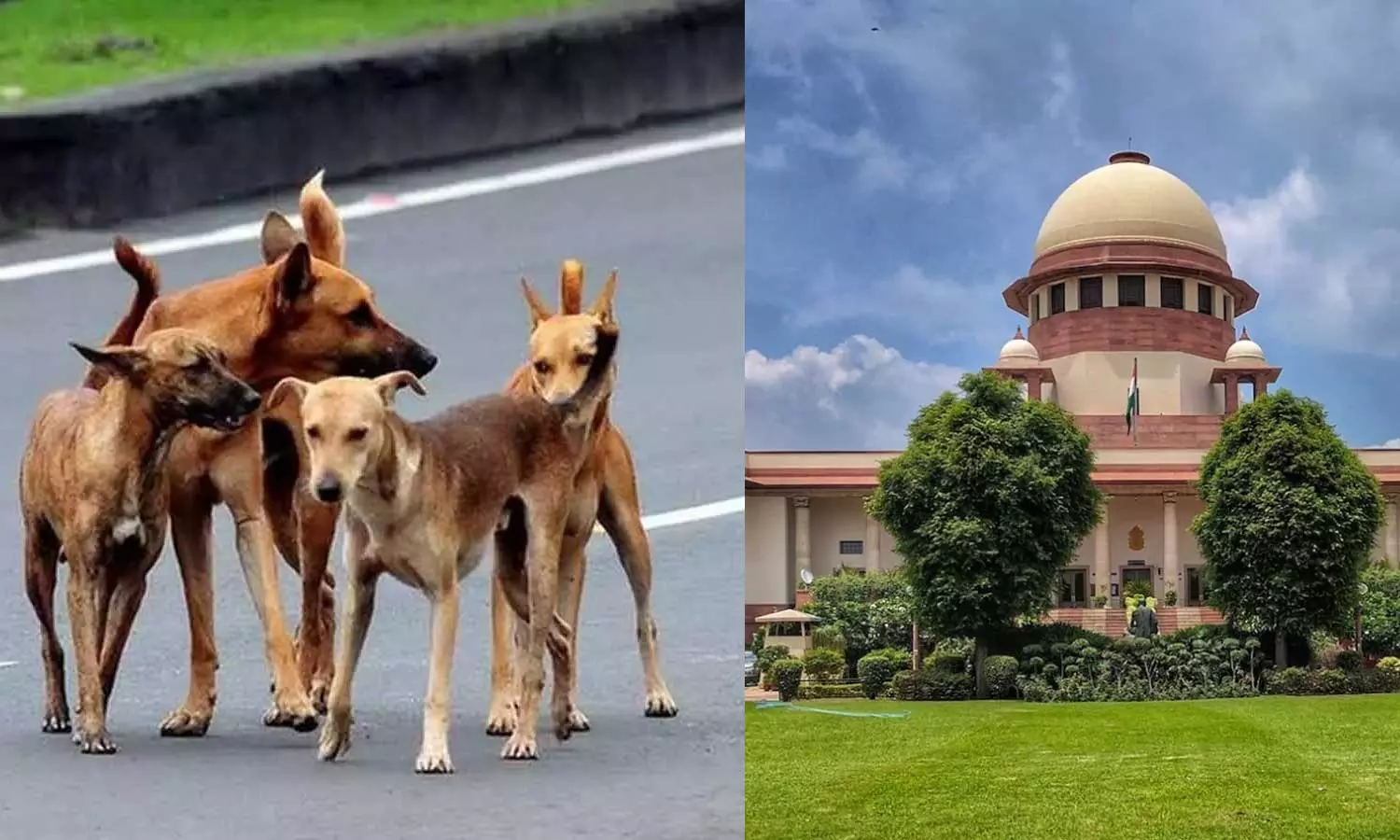 മൃഗസ്നേഹികള് ഒന്നിച്ചാല് കടിയേറ്റ കുട്ടികള്ക്കുണ്ടായ നഷ്ടം നികത്താനാകുമോ; തെരുവുനായ വിഷയത്തില് നിര്ണായക ഉത്തരവുമായി സുപ്രിംകോടതി മൃഗസ്നേഹികള് ഒന്നിച്ചാല് കടിയേറ്റ കുട്ടികള്ക്കുണ്ടായ നഷ്ടം നികത്താനാകുമോ; തെരുവുനായ വിഷയത്തില് നിര്ണായക ഉത്തരവുമായി സുപ്രിംകോടതി