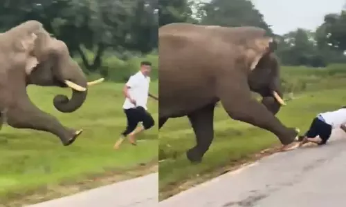 ജീവന്‍ തിരിച്ചുകിട്ടിയത് ഭാഗ്യം; കാട്ടനക്കൊപ്പം സെല്‍ഫിയെടുക്കാന്‍ ശ്രമിച്ച യുവാവിന് ഗുരുതരപരിക്ക്