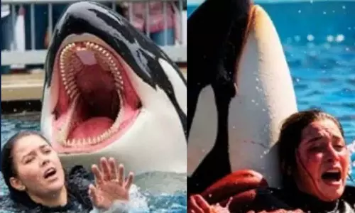 ‘മറൈൻ പരിശീലകയെ വിഴുങ്ങാനൊരുങ്ങി തിമിംഗലം’;  വൈറൽ വിഡിയോക്ക് പിന്നിലെന്ത്