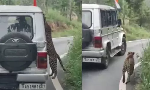 ബംഗളൂരു ബെന്നാർഘട്ട നാഷണൽ പാർക്കിൽ  ജീപ്പ് സഫാരിക്കിടെ 13കാരനെ പുലി ആക്രമിച്ചു- വിഡിയോ