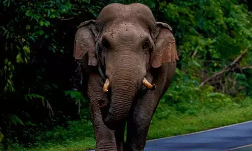 Elephant Body found in Cherai beach
