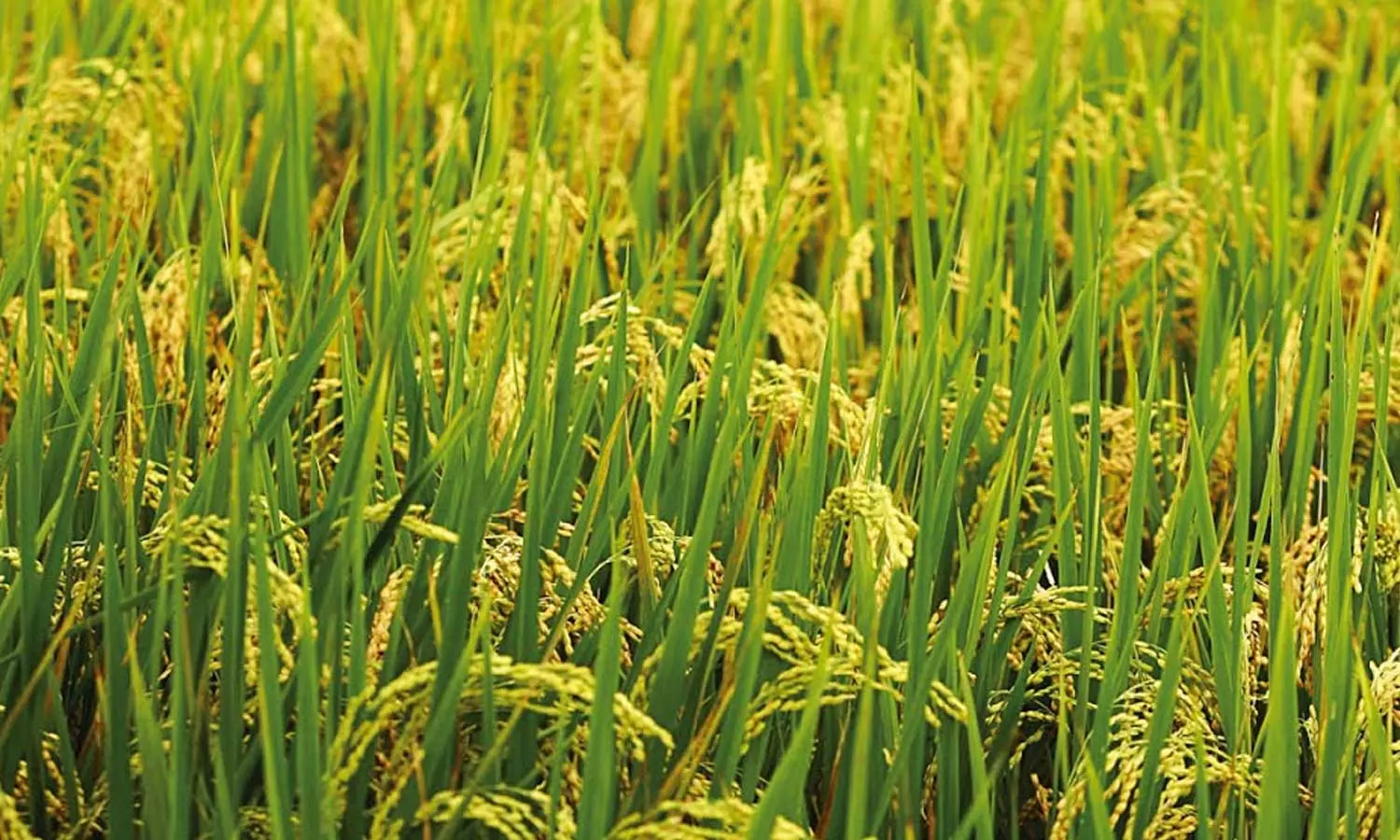 ഇന്ന് ചിങ്ങം ഒന്ന്; കര്ഷകര് കാത്തിരുന്ന പുതുവര്ഷം ഇന്ന് ചിങ്ങം ഒന്ന്; കര്ഷകര് കാത്തിരുന്ന പുതുവര്ഷം