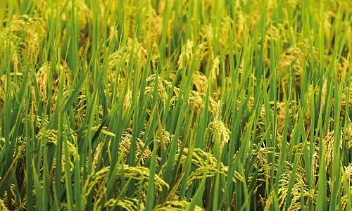 ഇന്ന് ചിങ്ങം ഒന്ന്; കര്‍ഷകര്‍ കാത്തിരുന്ന പുതുവര്‍ഷം