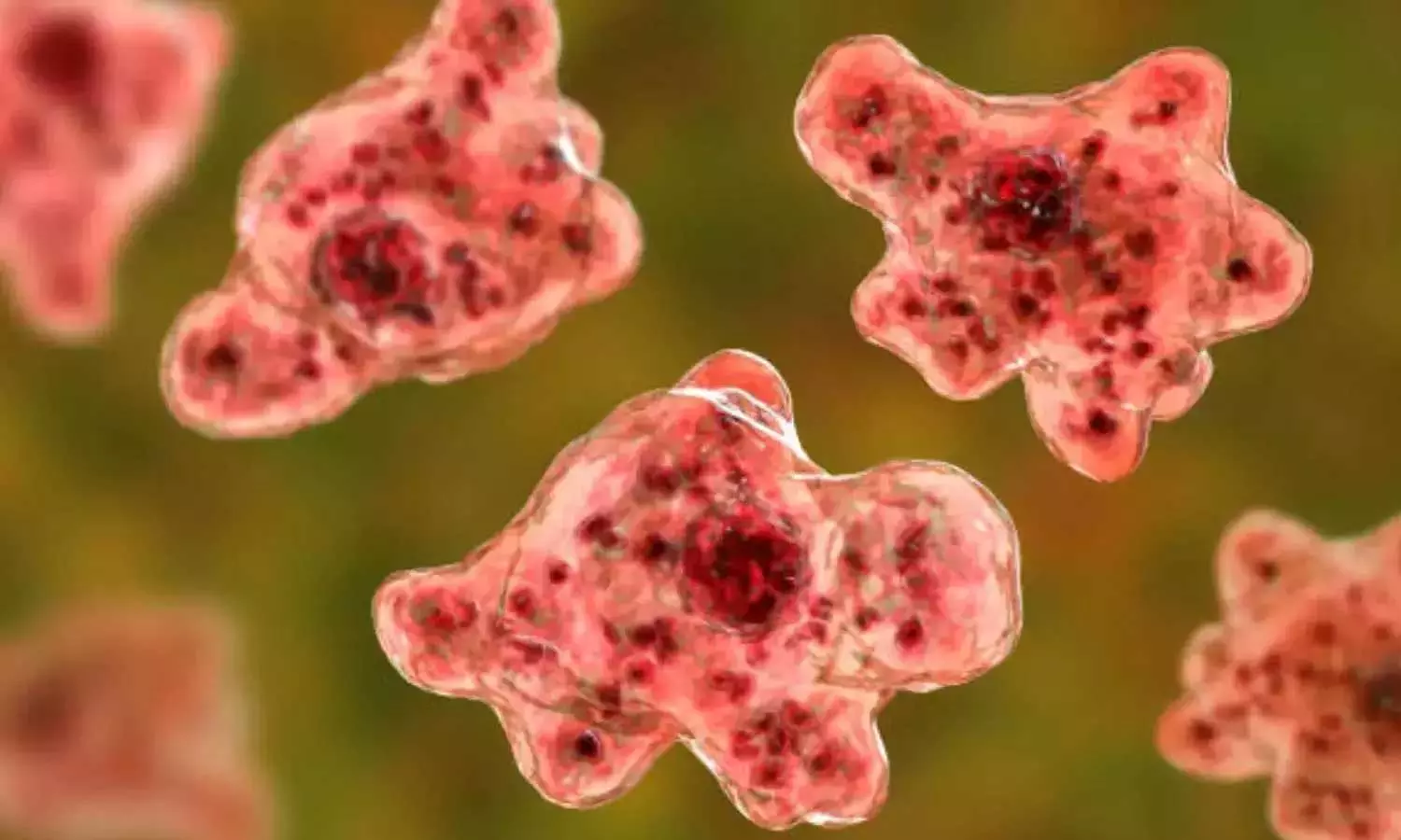 താമരശ്ശേരിയില് മരിച്ച നാലാം ക്ലാസുകാരിയുടെ സഹോദരന് അമീബിക് മസ്തിഷ്ക ജ്വരമല്ലെന്ന് പ്രാഥമിക പരിശോധന ഫലം താമരശ്ശേരിയില് മരിച്ച നാലാം ക്ലാസുകാരിയുടെ സഹോദരന് അമീബിക് മസ്തിഷ്ക ജ്വരമല്ലെന്ന് പ്രാഥമിക പരിശോധന ഫലം