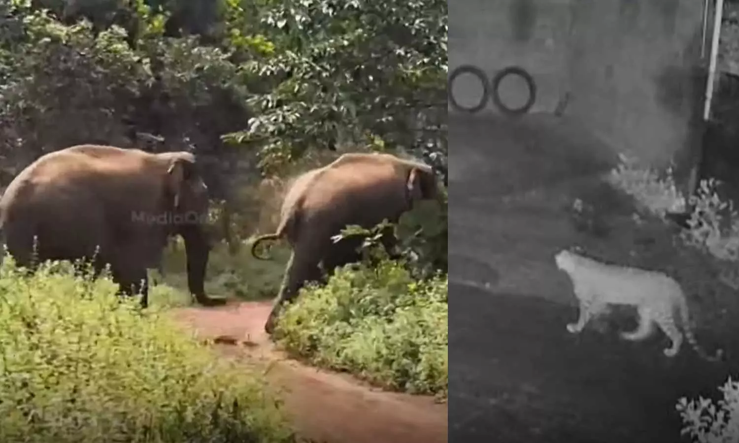 സംസ്ഥാനത്ത് വന്യജീവി ആക്രമണത്തില്‍ പൊറുതിമുട്ടി ജനം