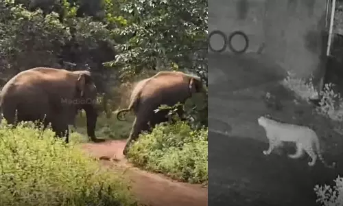 സംസ്ഥാനത്ത് വന്യജീവി ആക്രമണത്തില്‍ പൊറുതിമുട്ടി ജനം