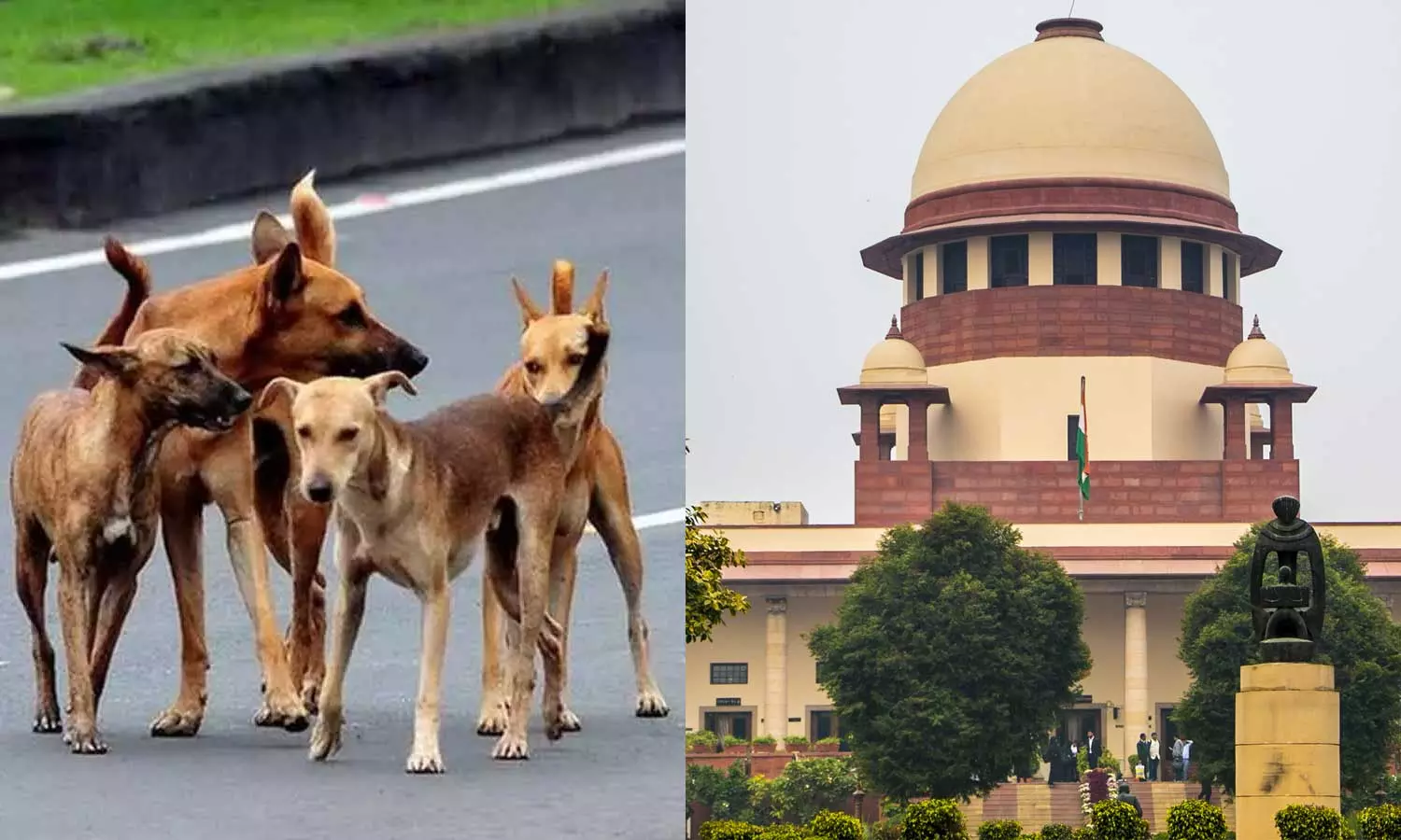 വന്ധ്യംകരണത്തിനും പ്രതിരോധ കുത്തിവെപ്പിനും ശേഷം തുറന്നുവിടാം തെരുവ് നായകളെ സുരക്ഷാ കേന്ദ്രത്തിലാക്കണമെന്ന ഉത്തരവ് തിരുത്തി സുപ്രിം കോടതി